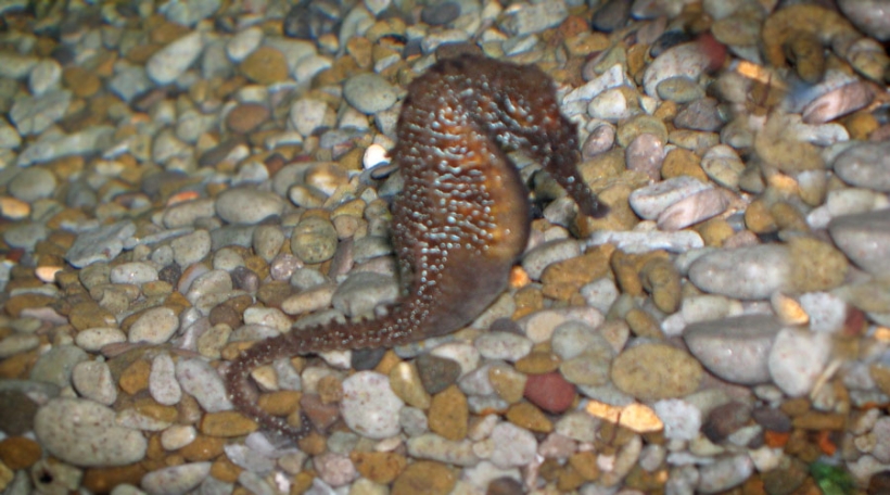 Морской конек